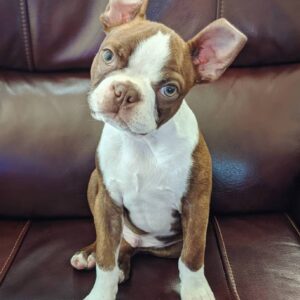 free boston terrier puppies near me for adoption