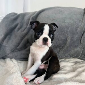 boston terrier puppies for sale or adoption