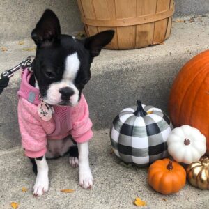 boston terrier puppies near me under $500 for adoption