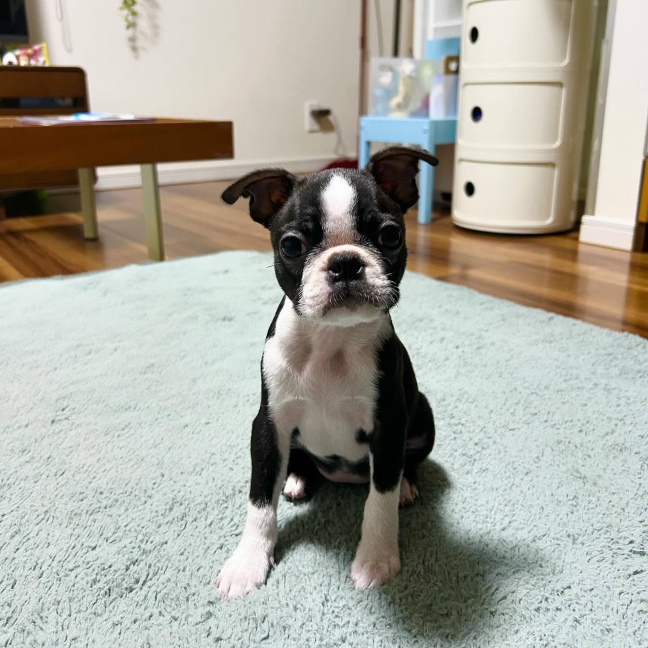 boston terrier mix puppies for adoption near me