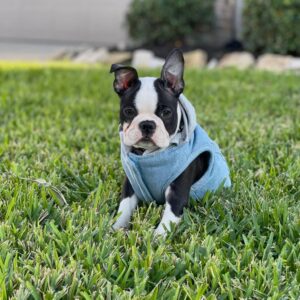 boston terrier puppies for adoption in texas