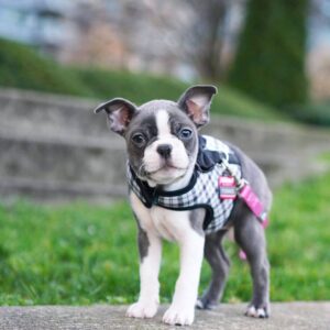 boston terrier groups on facebook