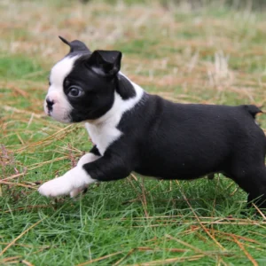 cheap puppies for adoption near me