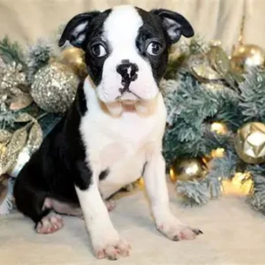 boston terrier puppies for sale in hawaii