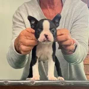 boston terrier puppies for adoption and rehoming