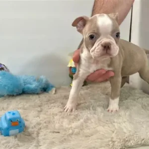 free boston terrier puppies for adoption
