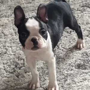 Boston Terrier puppies for adoption in illinois